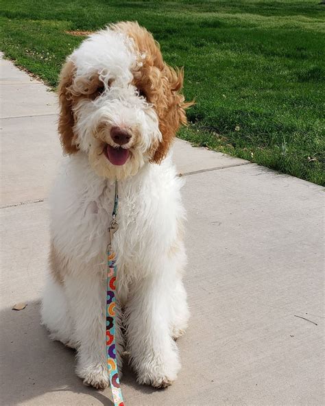  See Also: Click the image As we can see, there are plenty of different Goldendoodle varieties